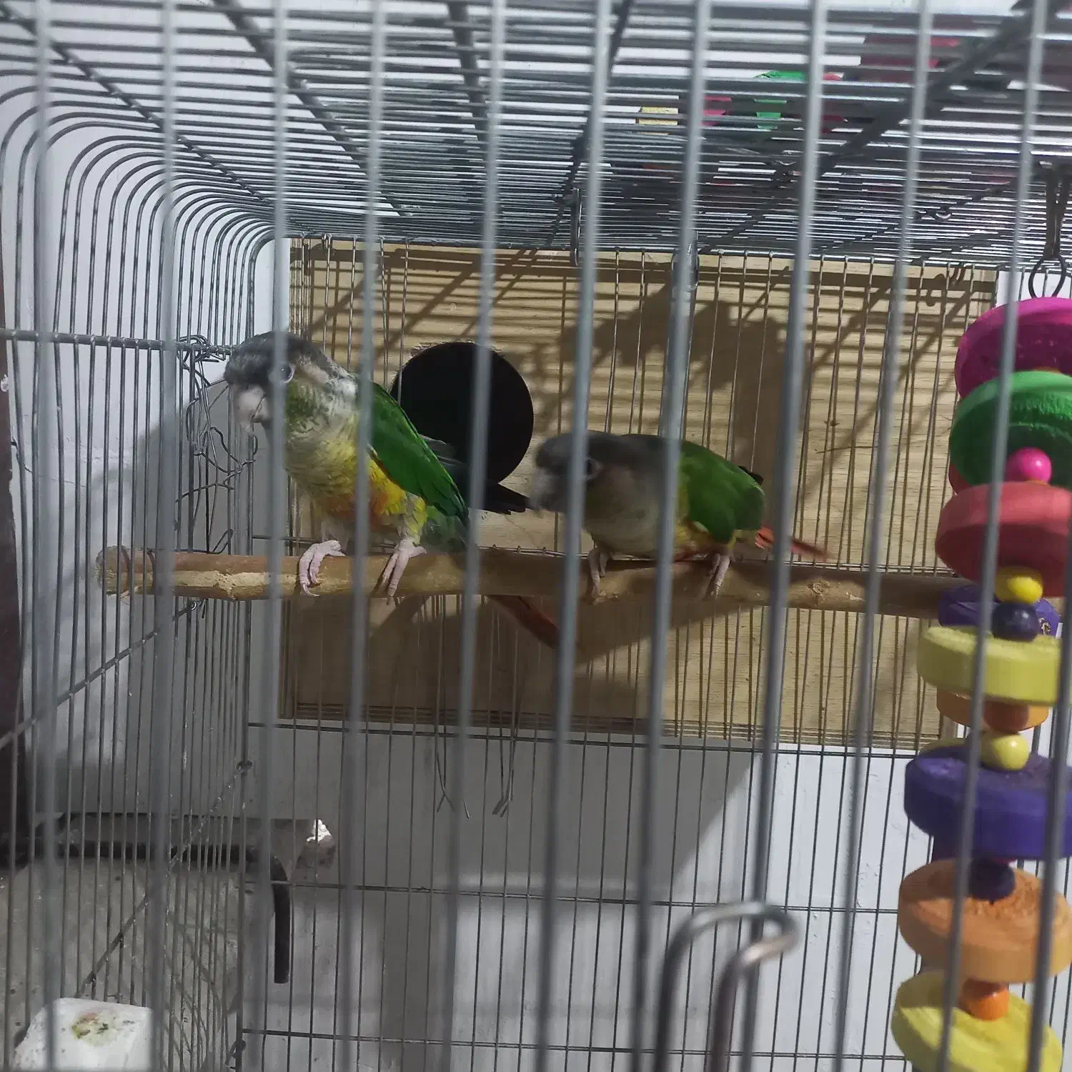 گرینچک معاوضه با سهره نشون دار|پرنده|تهران, پردیسان|دیوار