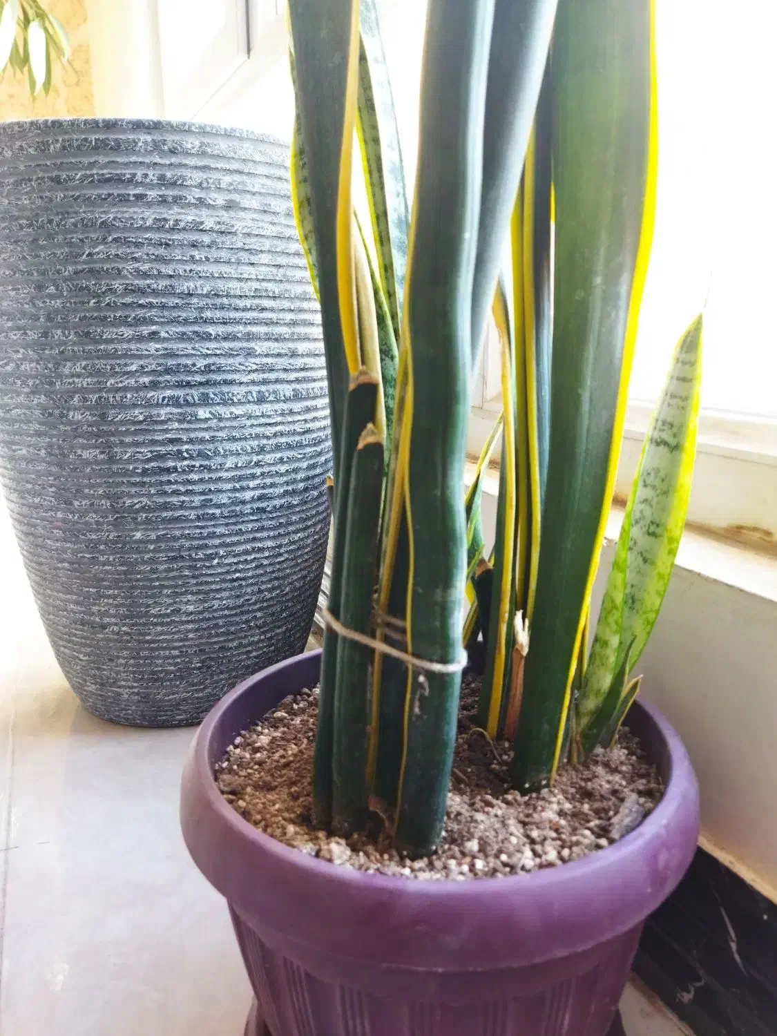 گل سانسوریا وگلدان|گل و گیاه طبیعی|شیروان (خراسان), |دیوار