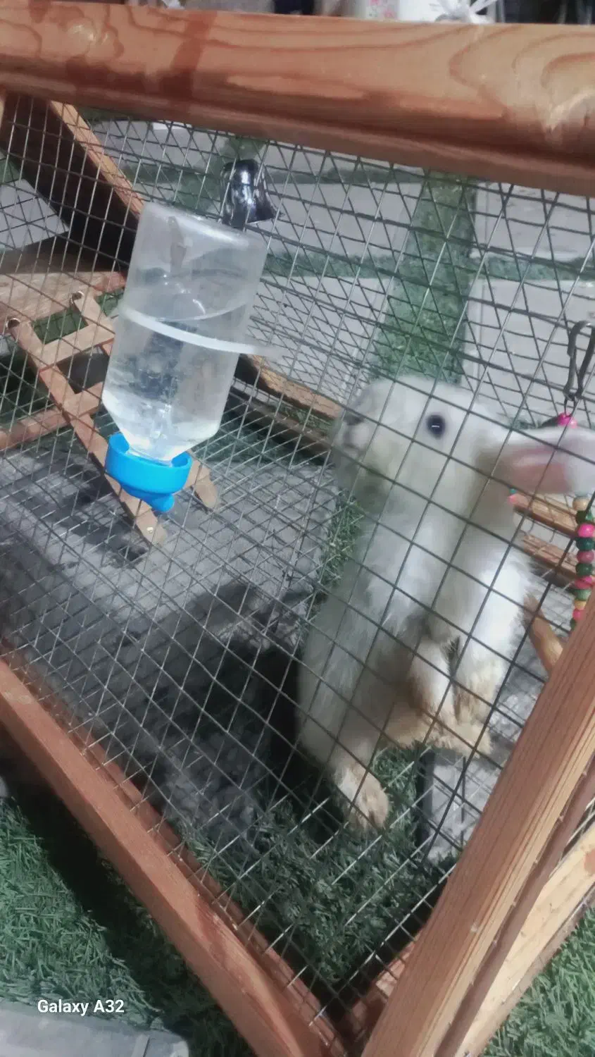 خرگوش لوپ چشم آبی|موش و خرگوش|تهران, علی‌آباد|دیوار