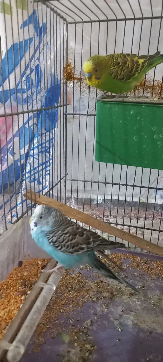 مرغ عشق سرحال|پرنده|ابهر, |دیوار