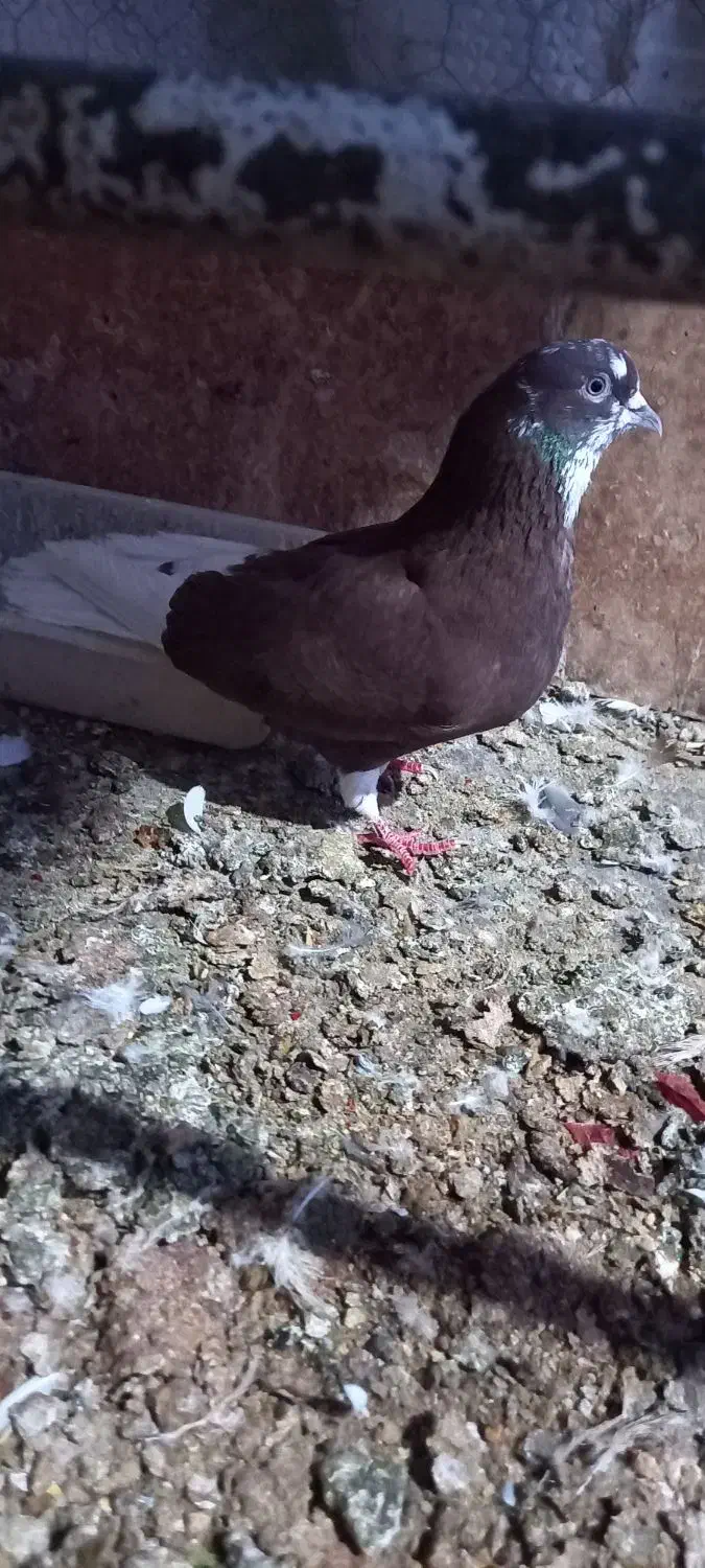 یک عدد نرفروشی|پرنده|یزد, |دیوار