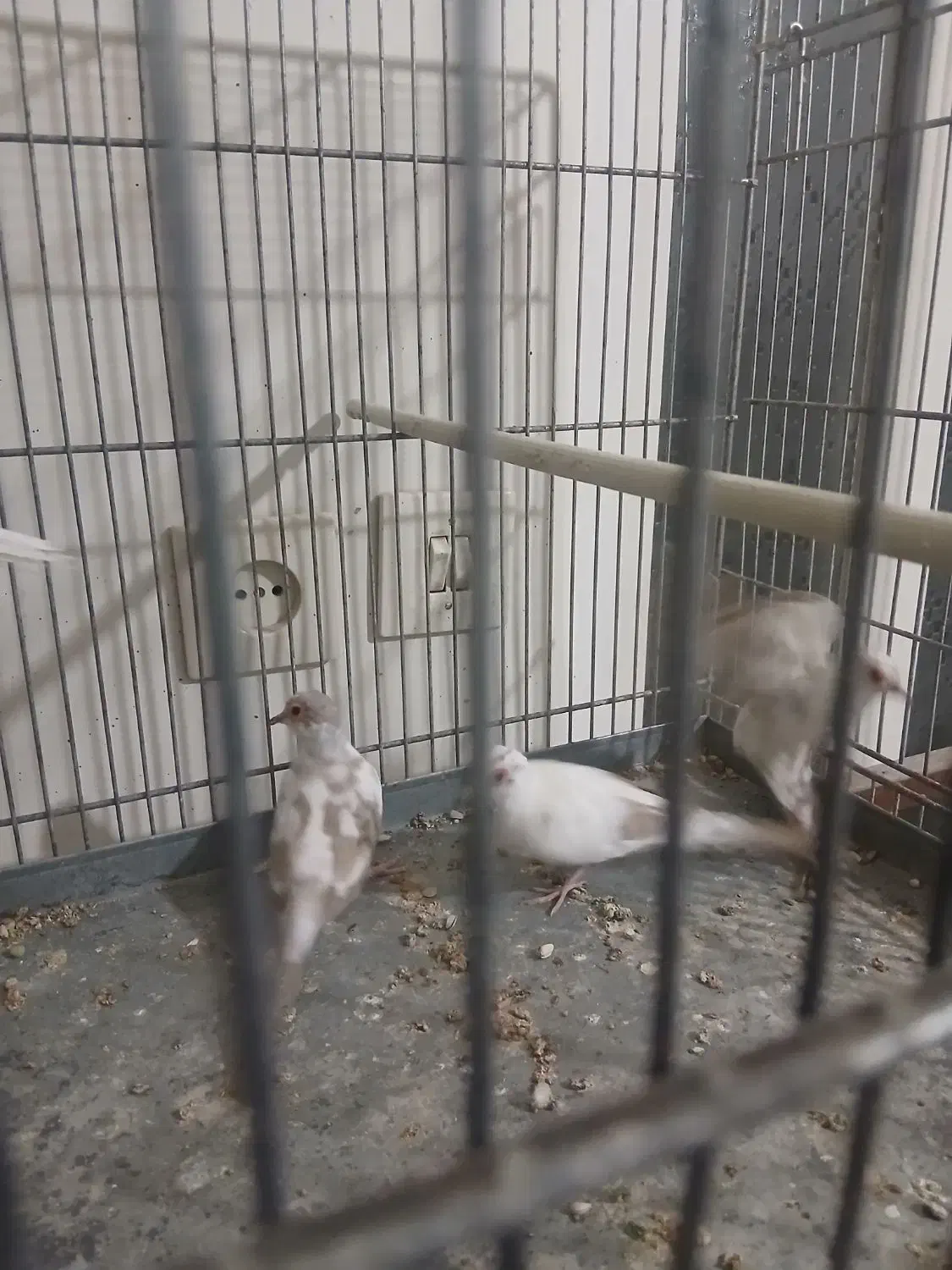 کبوتر آرام الماسی|پرنده|کاشان, کلنگه|دیوار