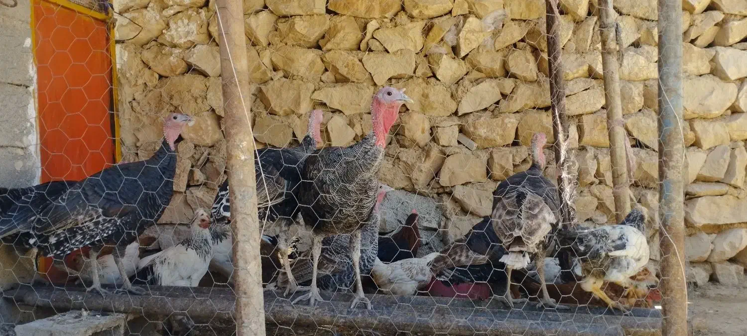 بوقلمون جوان امسال و مرغ لری سر|حیوانات مزرعه|کوهدشت, |دیوار