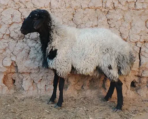 بره شال 18ماهه|حیوانات مزرعه|میبد, |دیوار