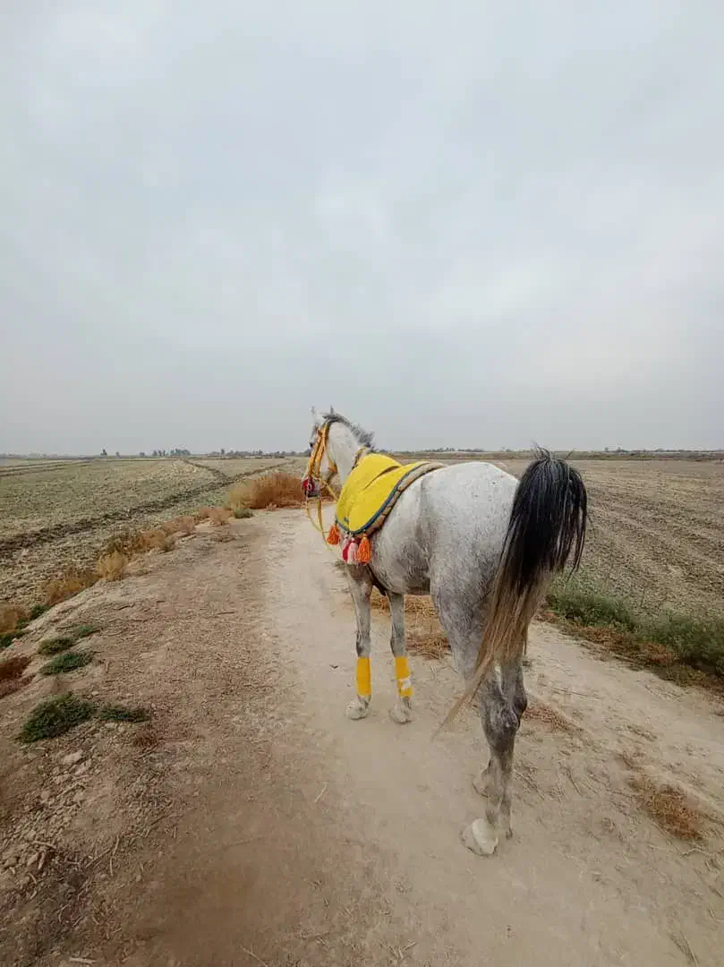 اسب|اسب و تجهیزات اسبسواری|شوش, |دیوار