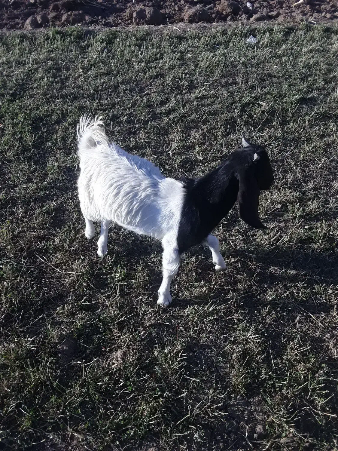 بزغاله نژدی نر تا سه قل|حیوانات مزرعه|فارسان, |دیوار