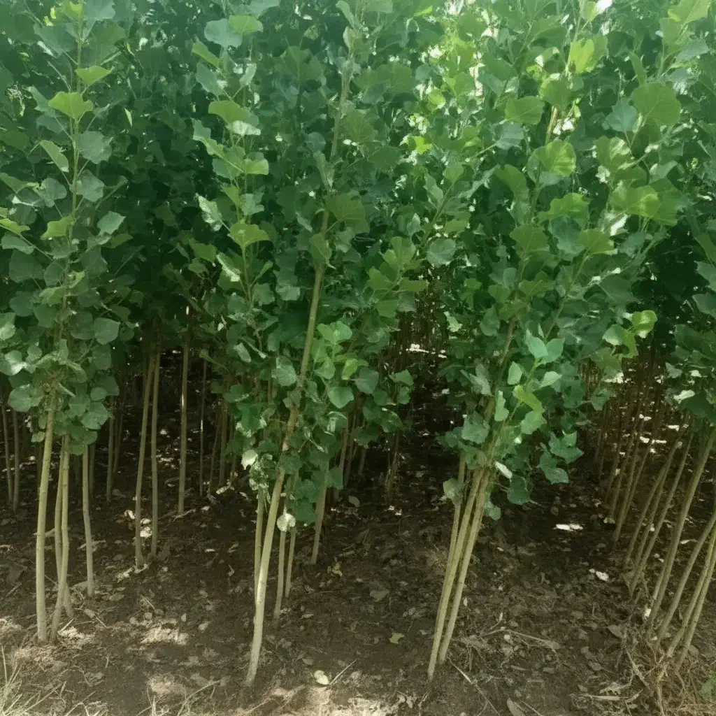 کاشت صنوبر سرمایهگذاری امن با سود مادامالعمر|خدمات باغبانی و درختکاری|سنندج, |دیوار