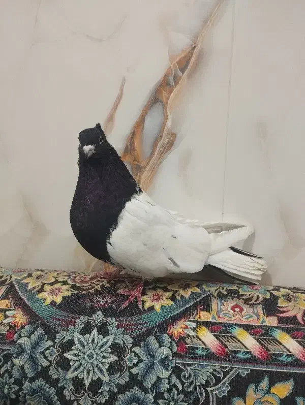 کفتر ماده کله سیاه|پرنده|پلدختر, |دیوار