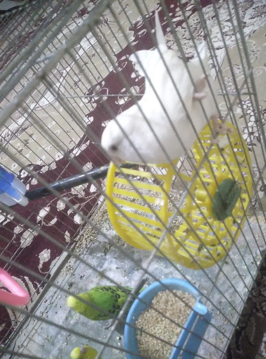 دو مرغ عشق ویک کوتوله برزیلی|پرنده|قنوات, |دیوار