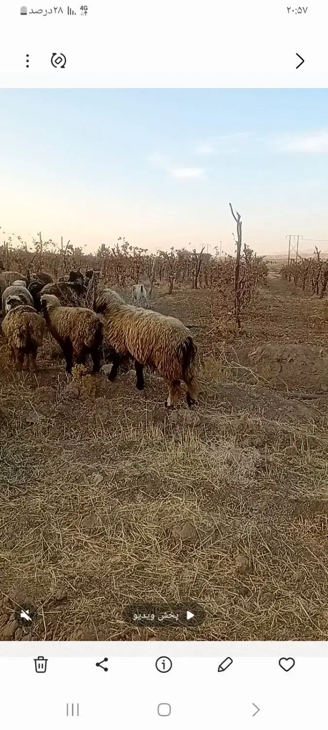 فروشی|حیوانات مزرعه|میمند, |دیوار