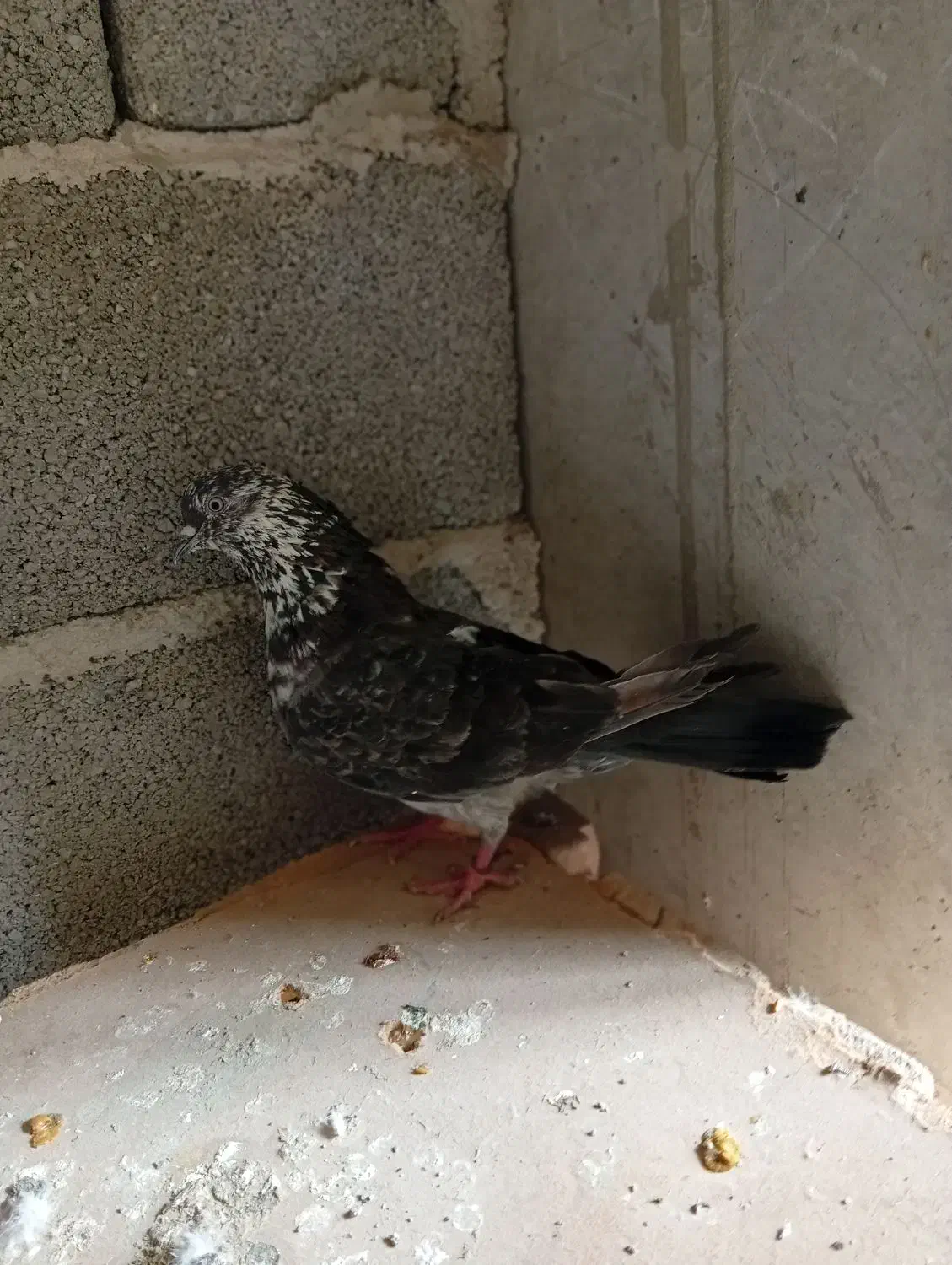 یه جوفت سرخ ویه کفتر دیگه سه تاش 750تومن|پرنده|شهریار, اصیل آباد|دیوار