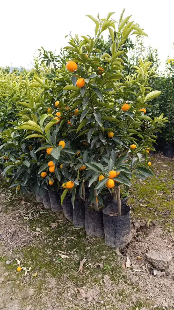 تمامی گل های آپارتمانی و باغچه و مرکبات|گل و گیاه طبیعی|تهران, گیشا|دیوار