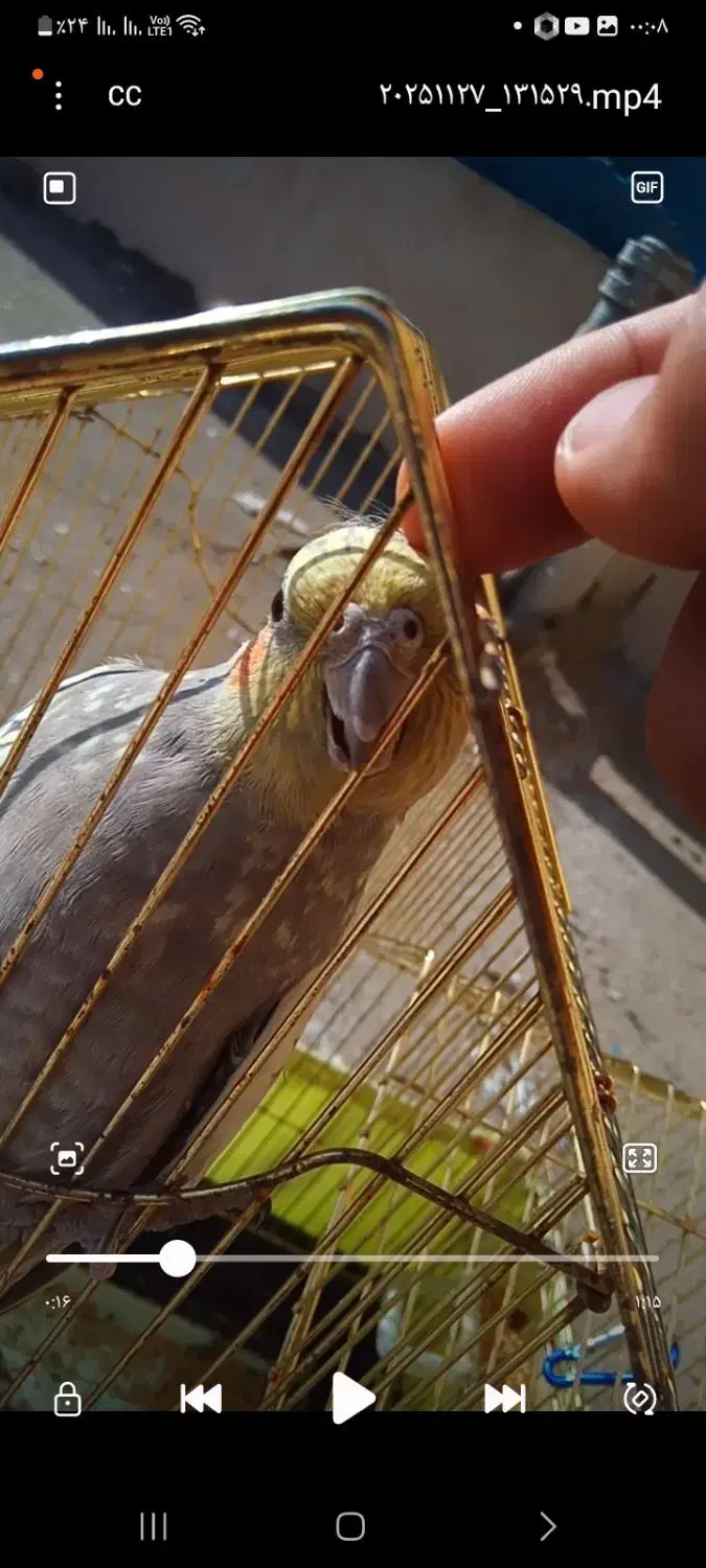 پرنده عروس هلندی|پرنده|فردیس, شهرک ارم|دیوار