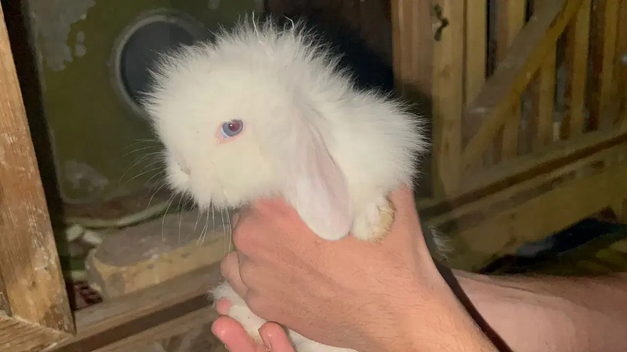 خرگوش لوپ|موش و خرگوش|شاهینشهر, شهرک میلاد|دیوار