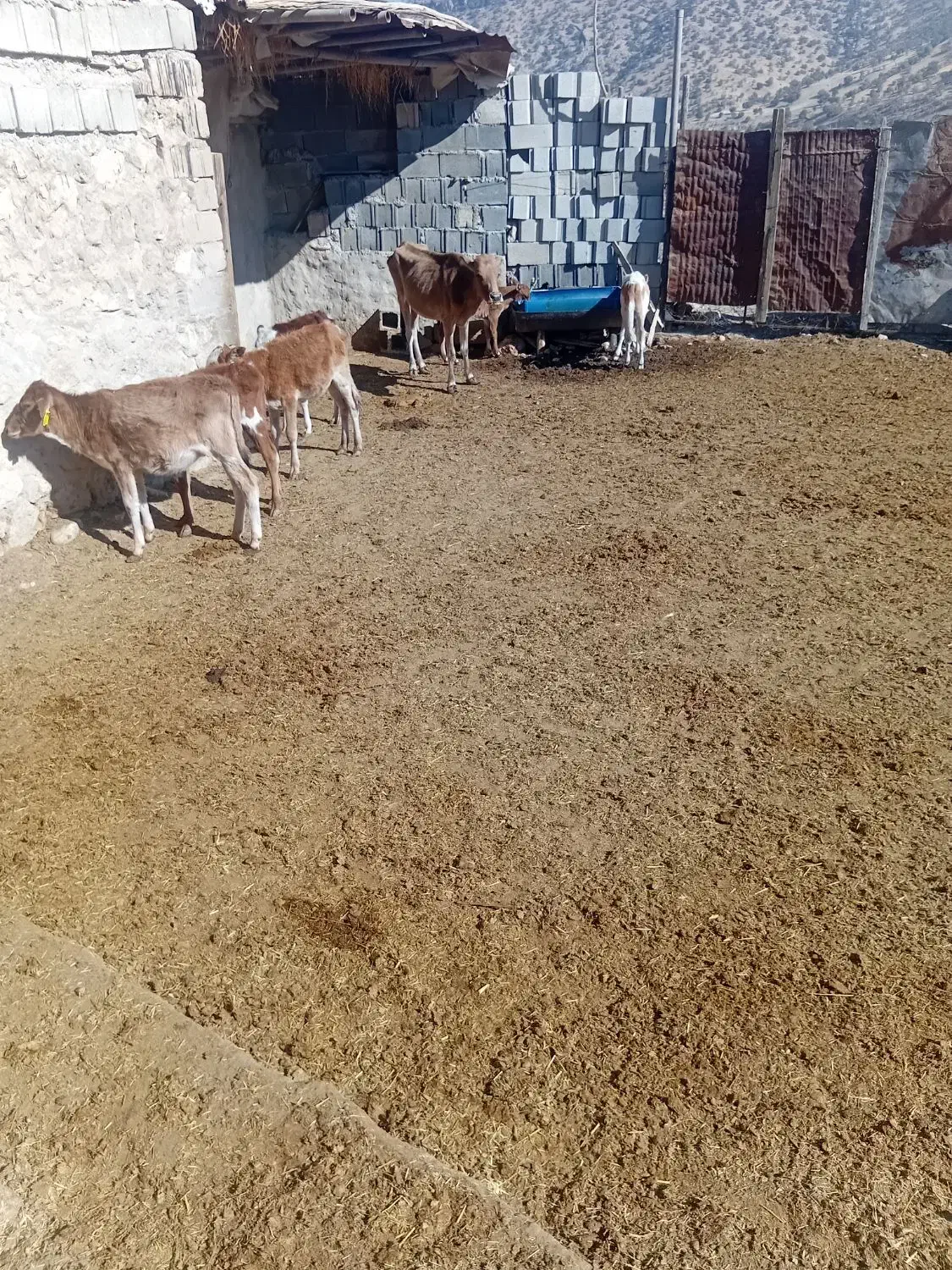 گاو وگوساله|حیوانات مزرعه|ابرکوه, |دیوار