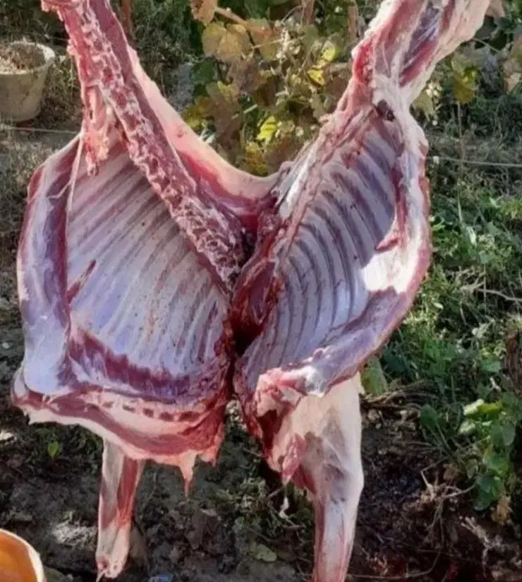 « گوسفند بره نرینه قلم آبی کمر پر عقیقه زنده»|حیوانات مزرعه|مشهد, نوید|دیوار