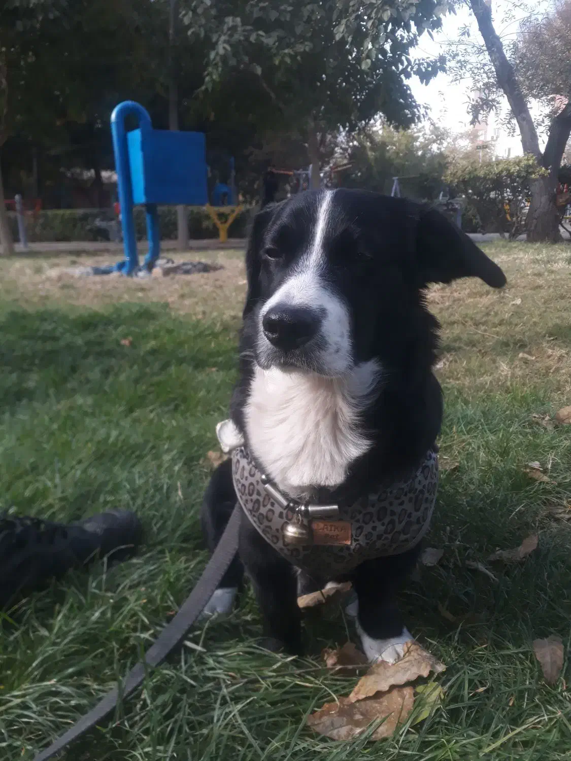 واگذاری سگ اشپیتز نر|سگ|ری, دولت‌آباد|دیوار