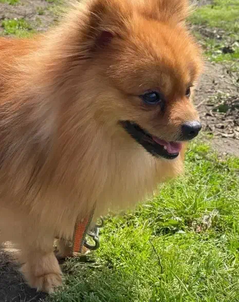 پامر عروسکی سایز ریز|سگ|امیرکلا, |دیوار