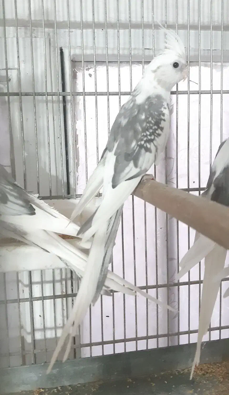 عروس هلندی نر آلبینو دوکت|پرنده|شهریار, شهریار|دیوار