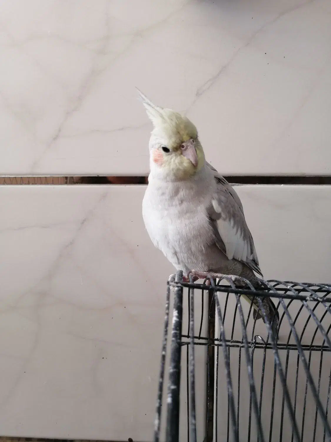 عروس هلندی آهویی|پرنده|مرودشت, ابوذر جنوبی|دیوار