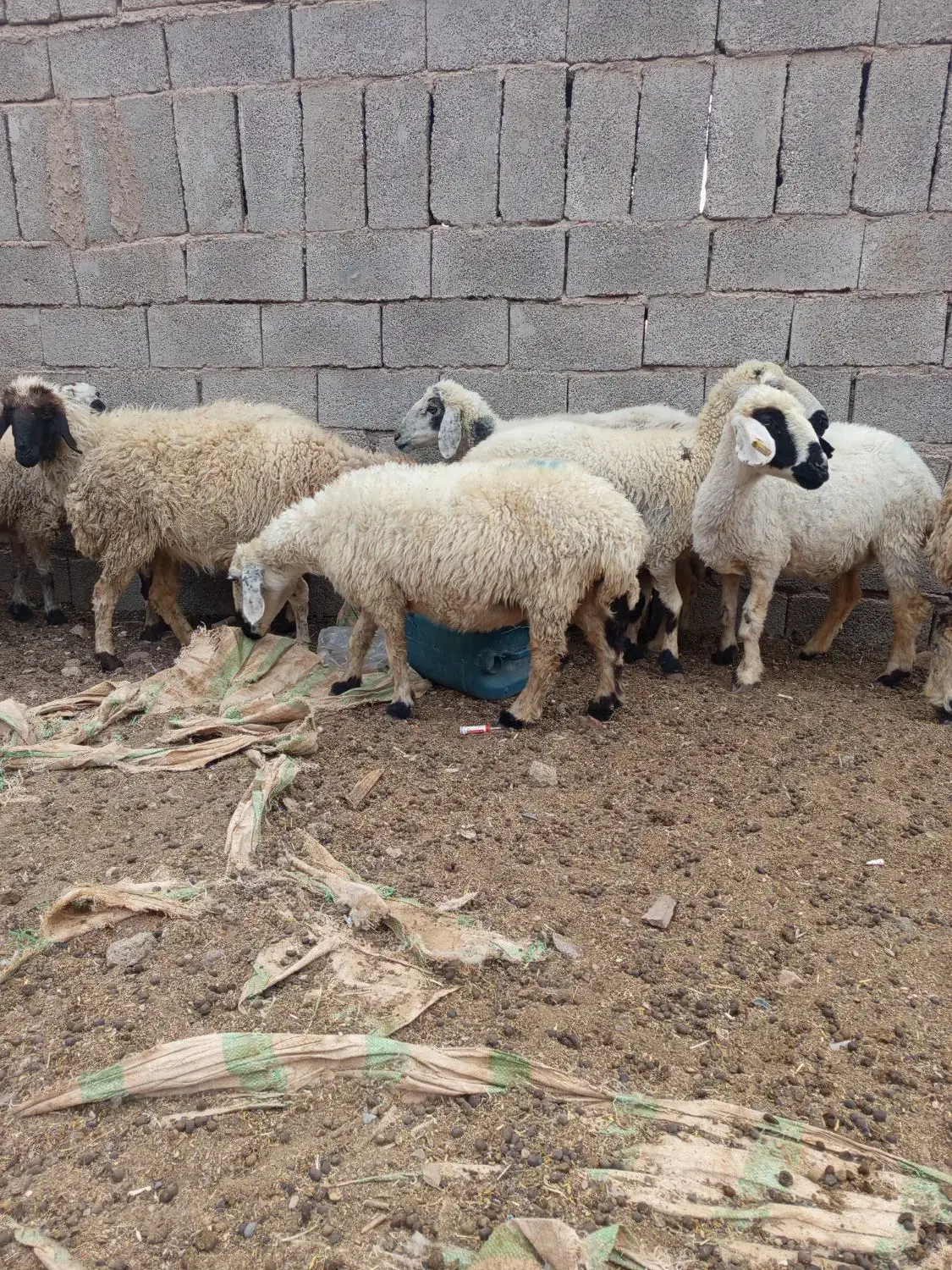 بز میش بره کهره نری قوج نر ماده|حیوانات مزرعه|کرمان, |دیوار