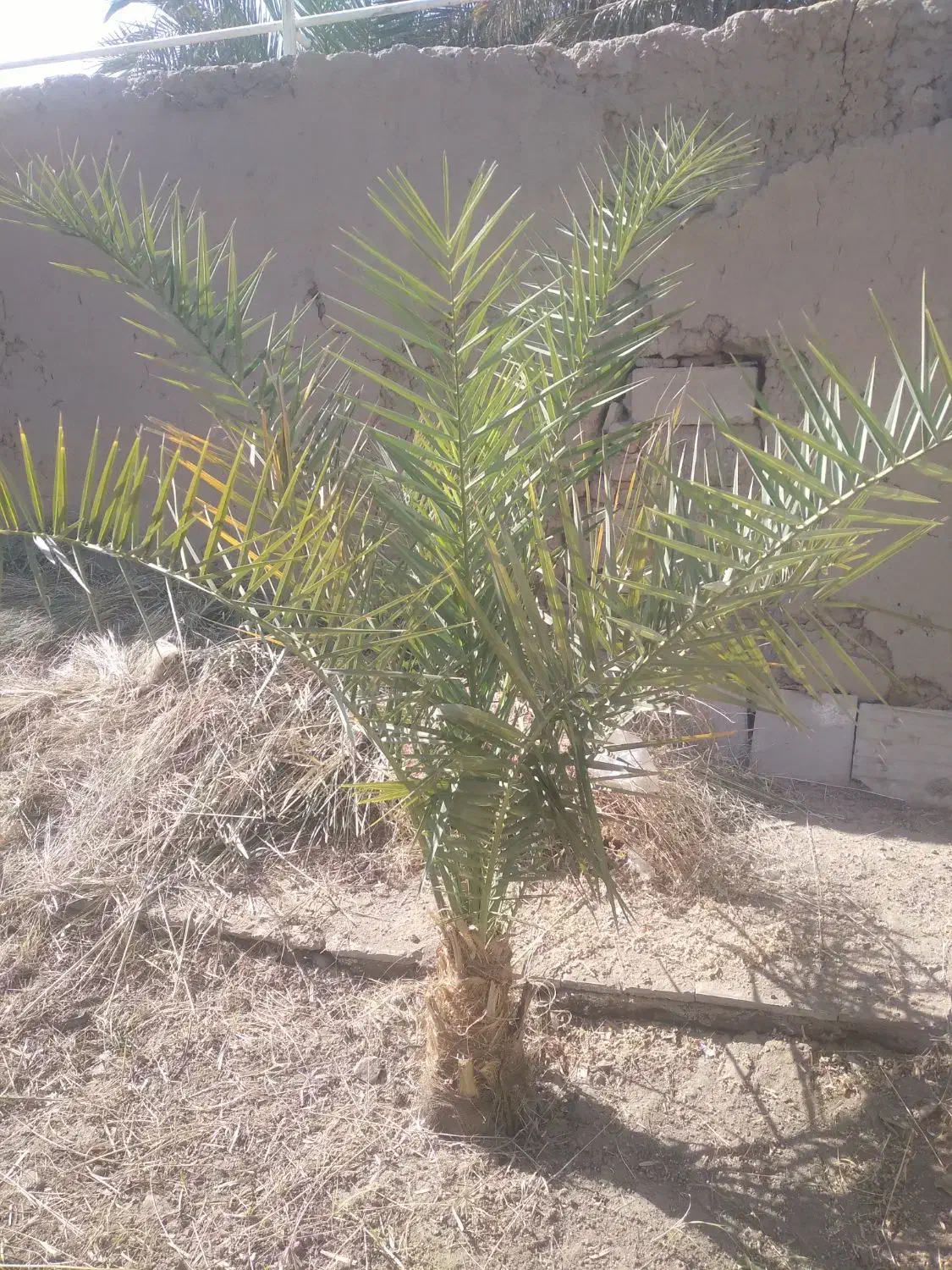 کار کشاورزی انجام میدم|خدمات باغبانی و درختکاری|نرماشیر, |دیوار