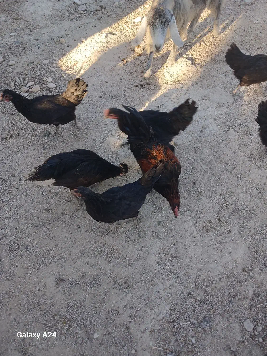 ۱۲عدد مرغ محلی سیاه|حیوانات مزرعه|رحمت‌آباد, |دیوار