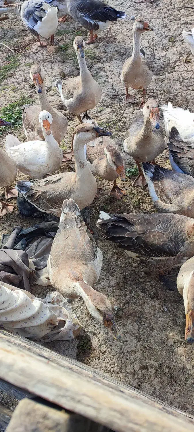 قو غاز|حیوانات مزرعه|پارس‌آباد, |دیوار