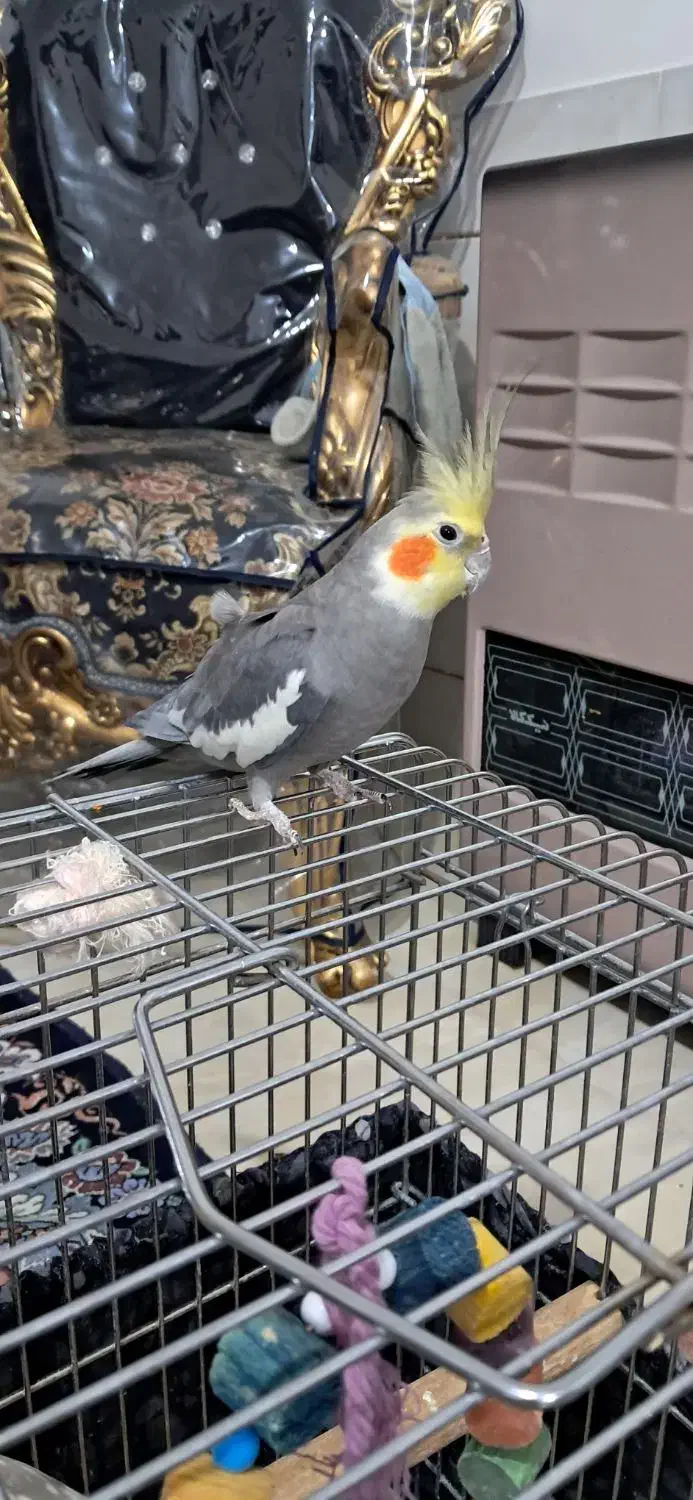 عروس هلندی|پرنده|آباده, |دیوار