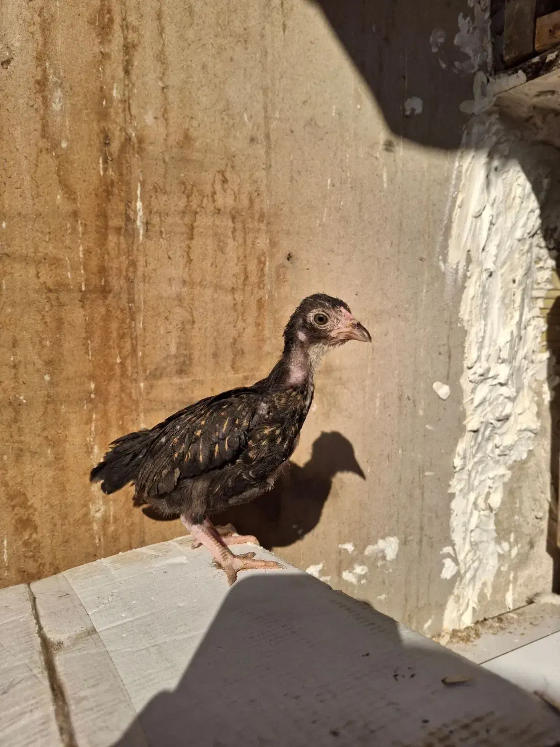 جوجه مرغ و خروس لاری کوشامو.مینیاتوری.|حیوانات مزرعه|مشهد, شهید بهشتی|دیوار