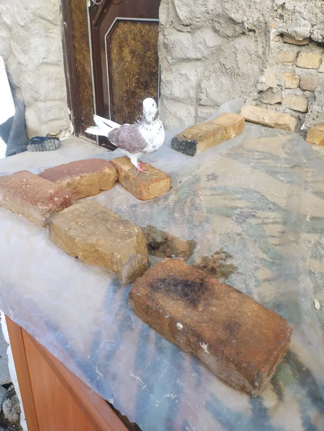 کبوتر|حیوانات|میاندوآب, |دیوار