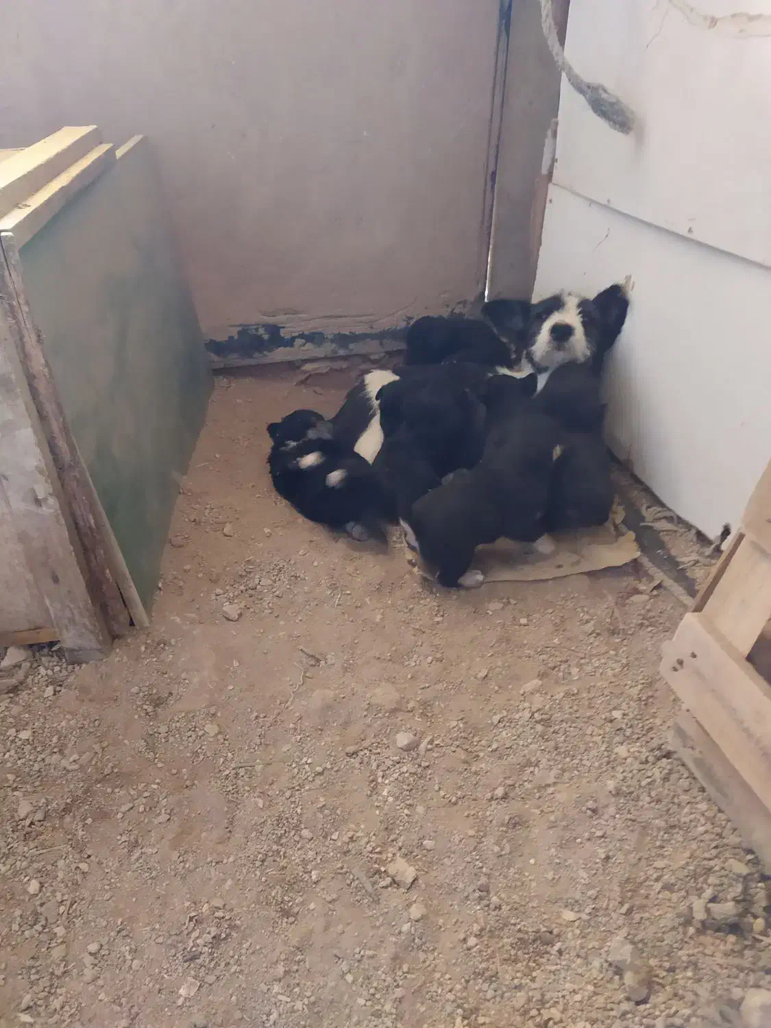 سگ پا کوتاه|سگ|کنگاور, |دیوار