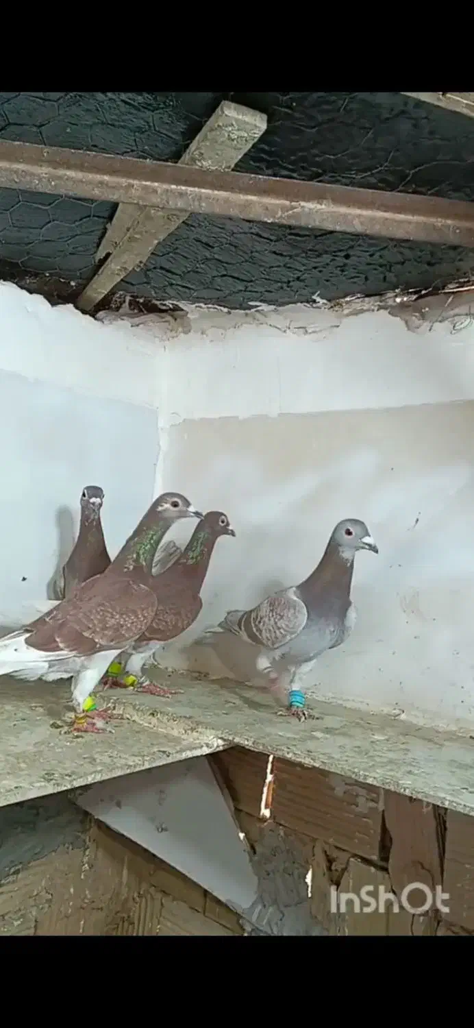 4تااوقون زدوخوردی احتمالا1ماده همه باهم3تمن مقطوع|پرنده|مشهد, کوی سیدی|دیوار