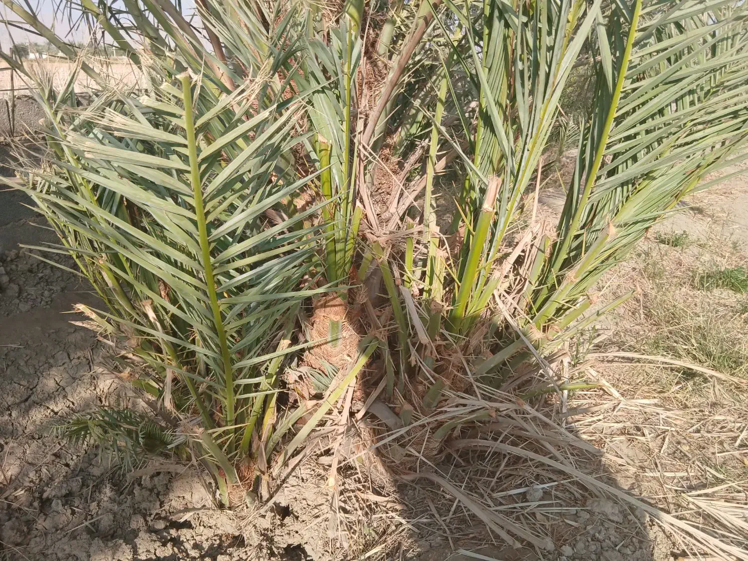 انواع پاجوش زاهدی خاصی حاجی محمدی کبکاب و برهی|خدمات باغبانی و درختکاری|بهبهان, |دیوار