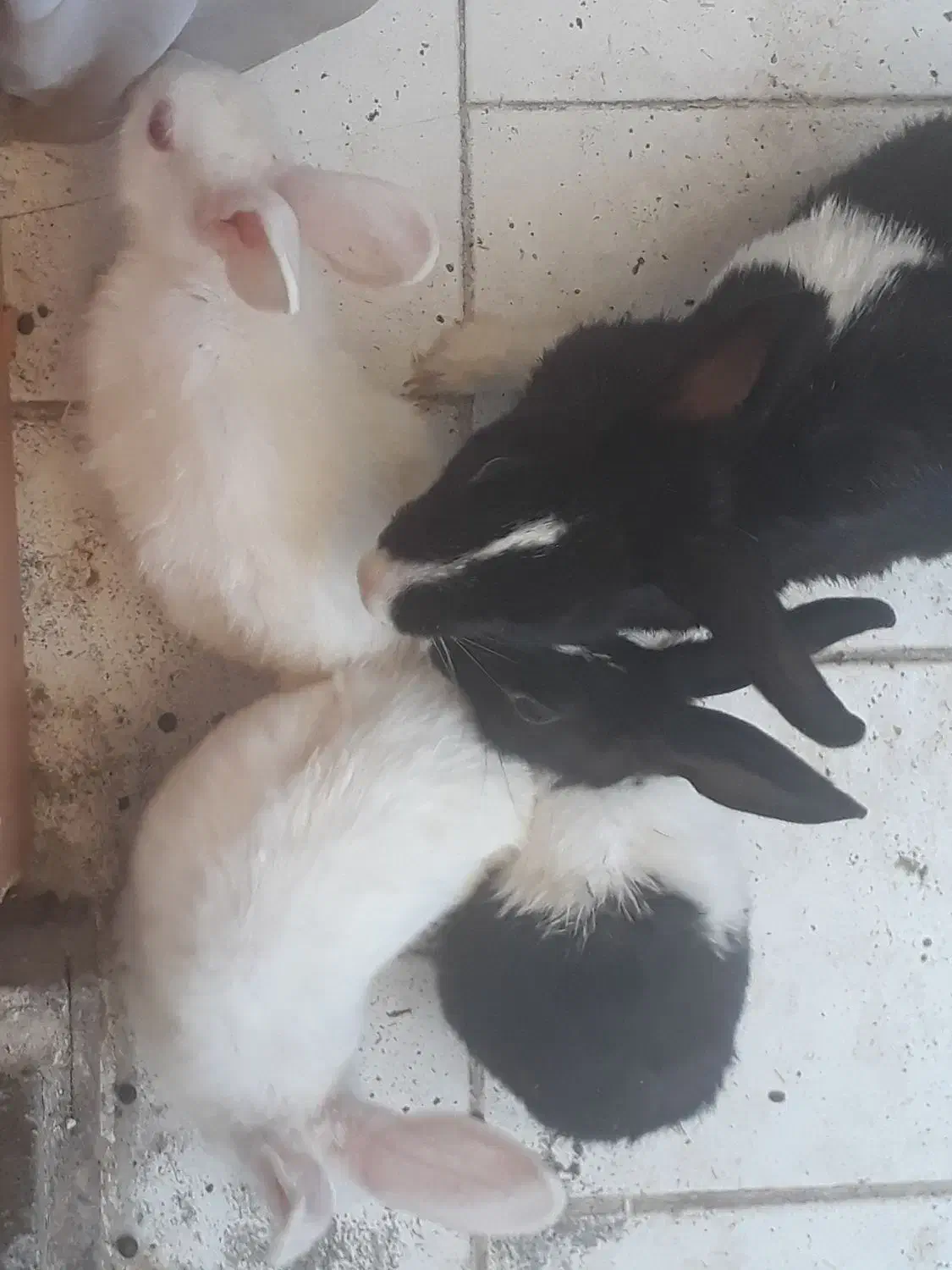 ۴عددخرگوش|موش و خرگوش|پرند, فاز ۵|دیوار