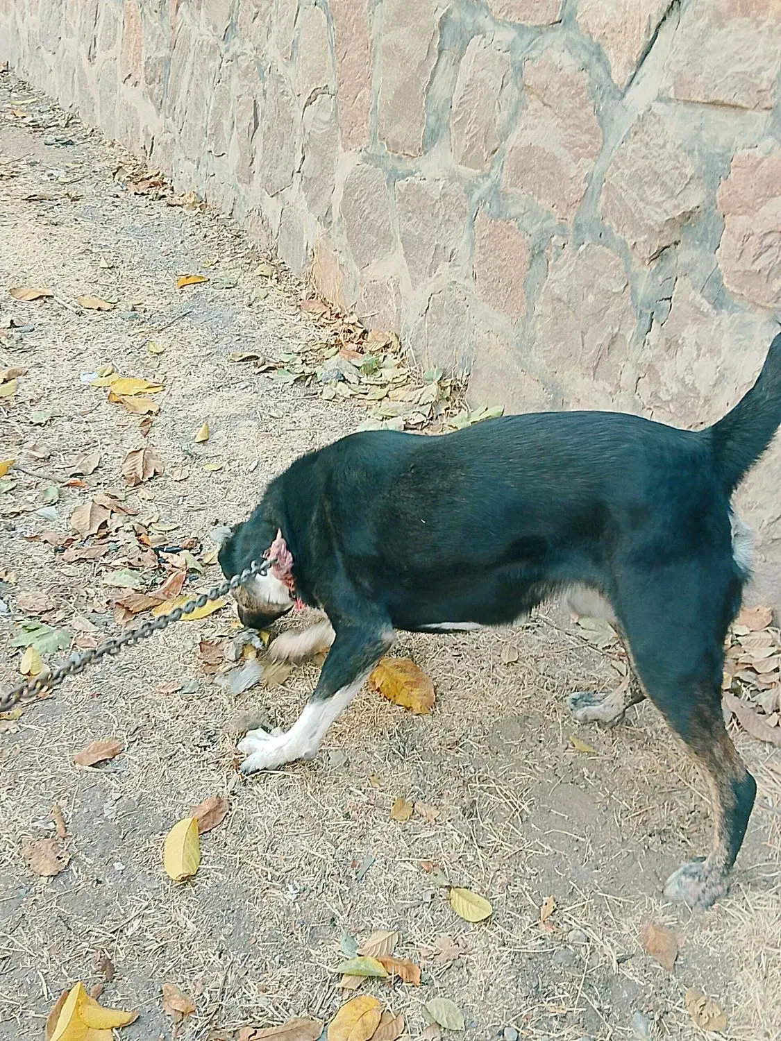 سگ قدرجونی|سگ|دماوند, دماوند|دیوار