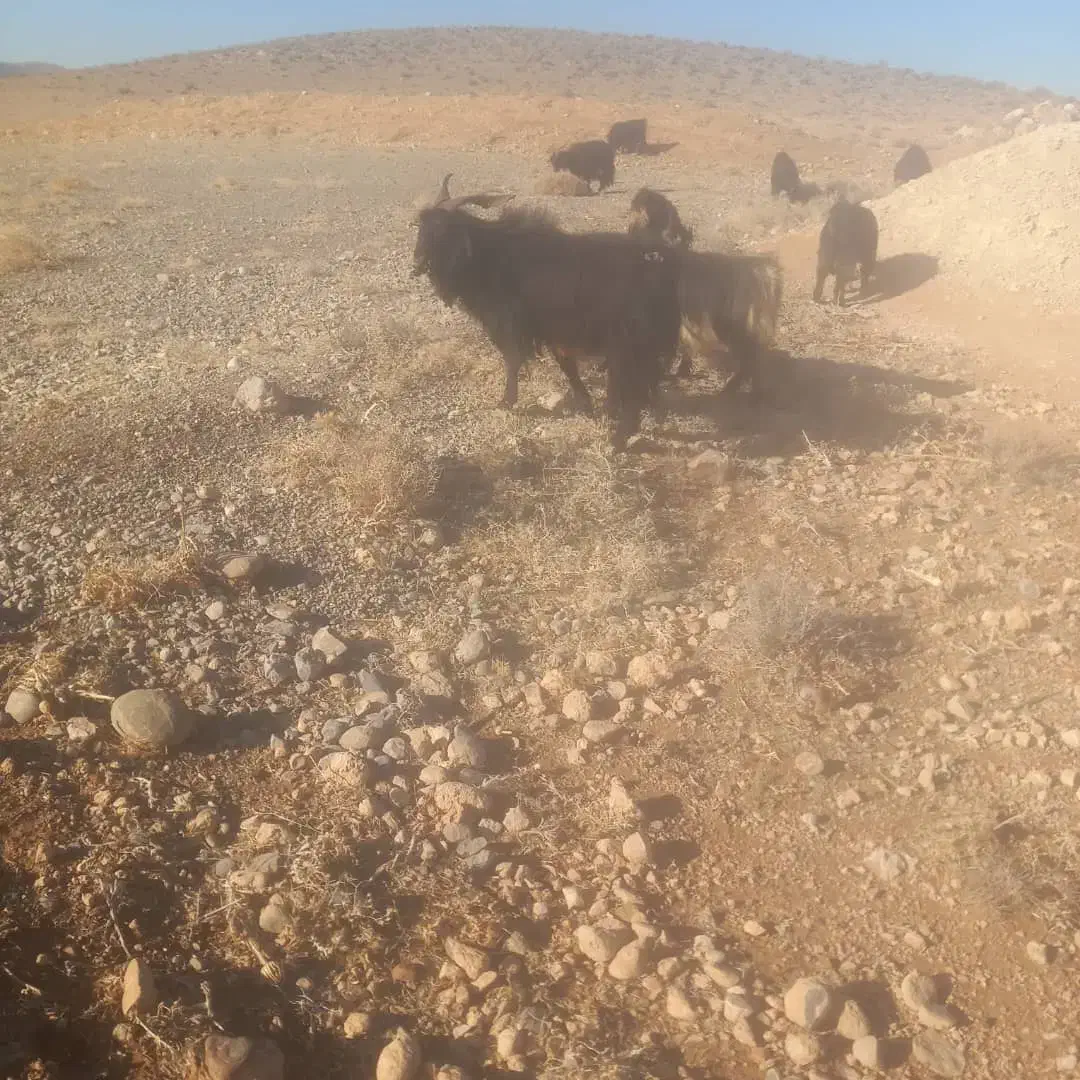 چابیش دوبور مخصوص گله|حیوانات مزرعه|مرودشت, نقش رستم|دیوار