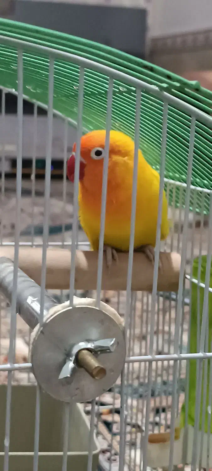 طوطی کوتوله انگلیسی|پرنده|موچش, |دیوار