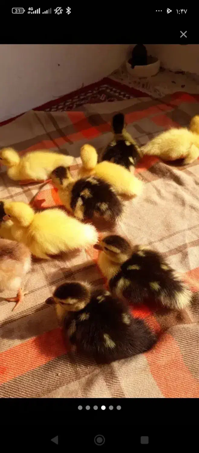 جوجه مرغ آبی|حیوانات مزرعه|سرپل ذهاب, |دیوار