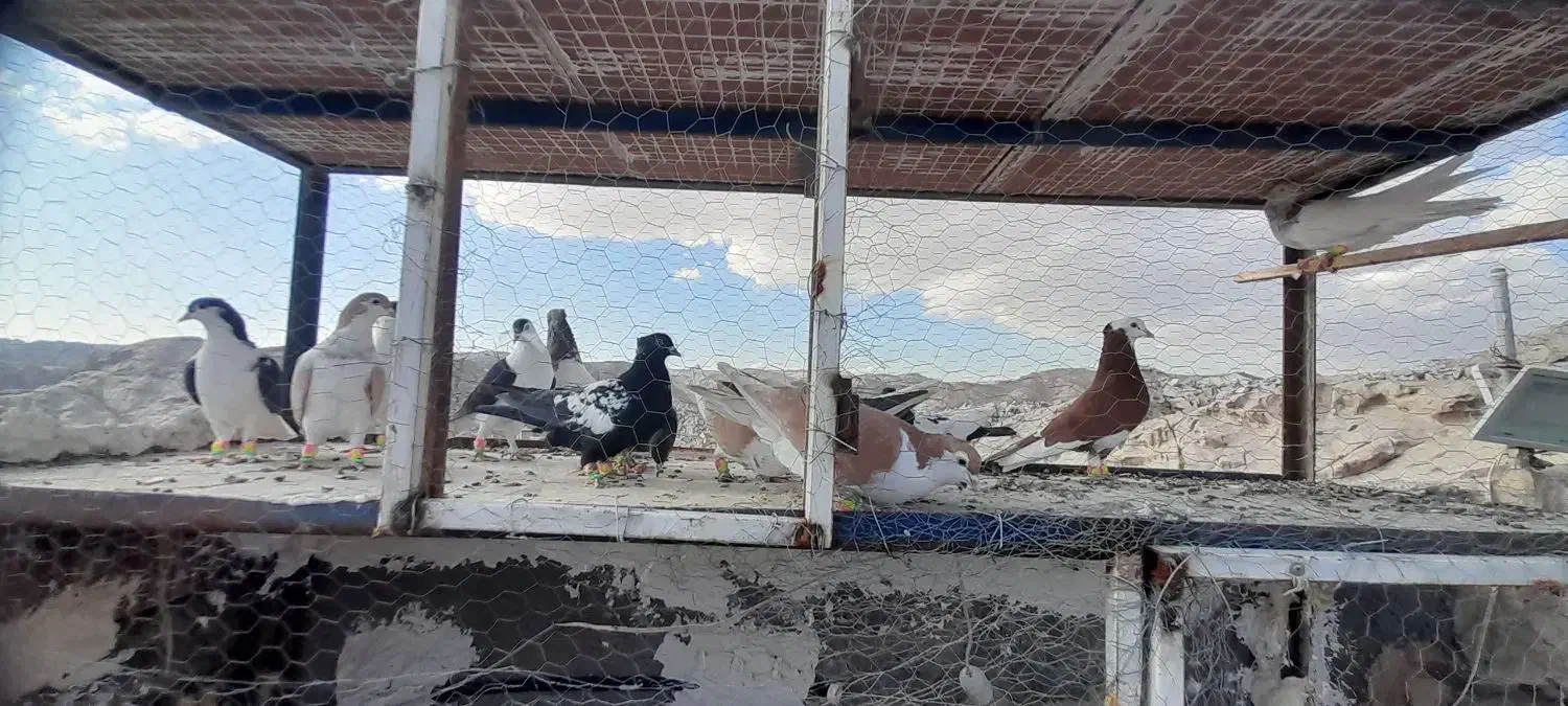 کفتر رنگه جون|پرنده|مشهد, رباط طرق|دیوار