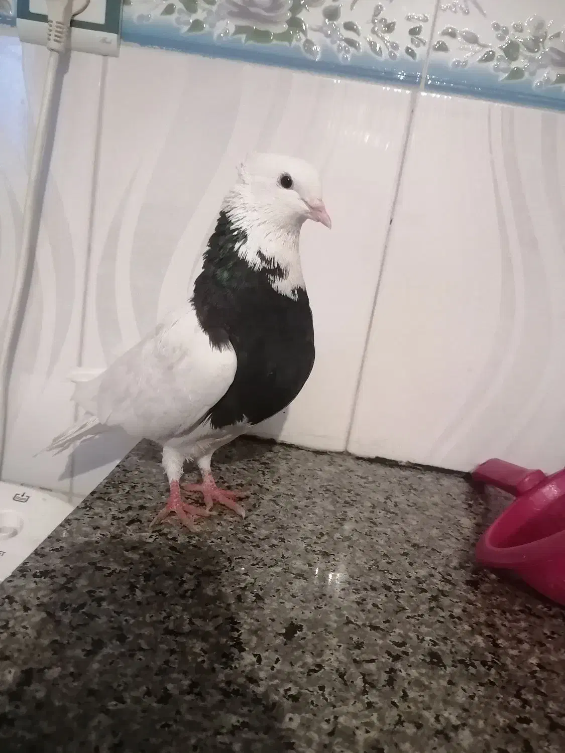 کبوتر|پرنده|یاسوج, |دیوار