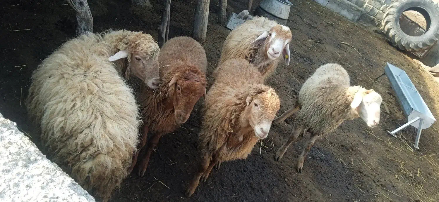 بره نر|حیوانات مزرعه|دره رود, |دیوار