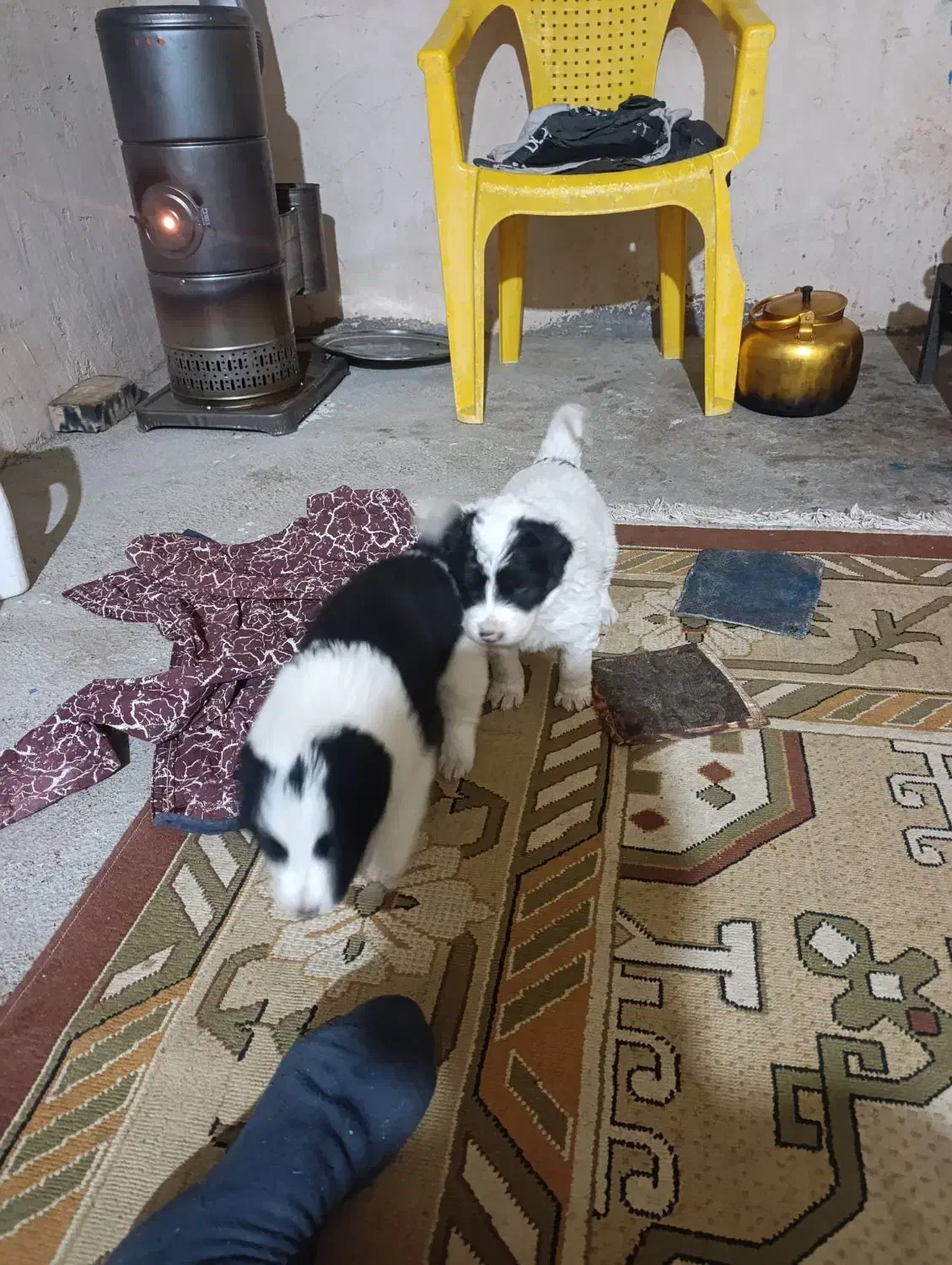 توله سگ قهدریجان|سگ|آباده, |دیوار