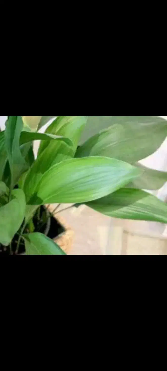 برگ عبایی زاموفیلیآ|گل و گیاه طبیعی|قم, خداکرم|دیوار