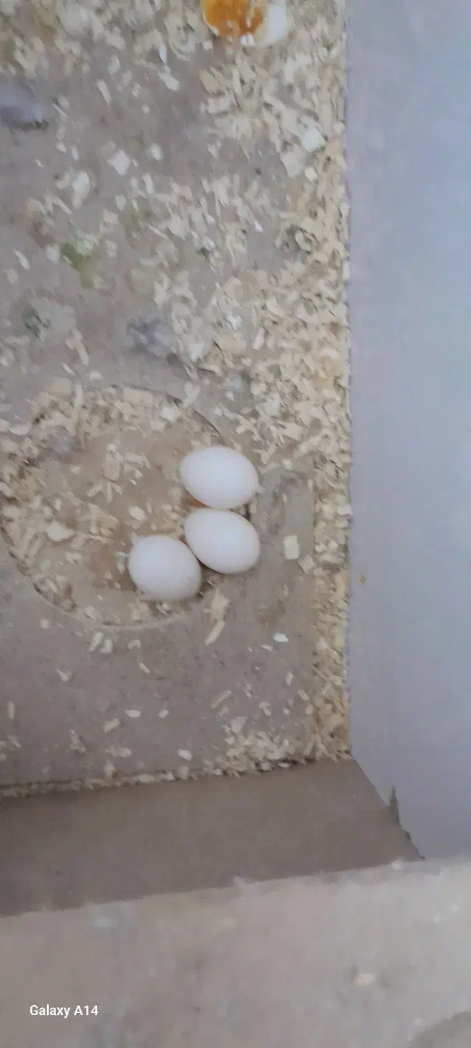 عروس هلندی نر و ماده|پرنده|خرمشهر, |دیوار