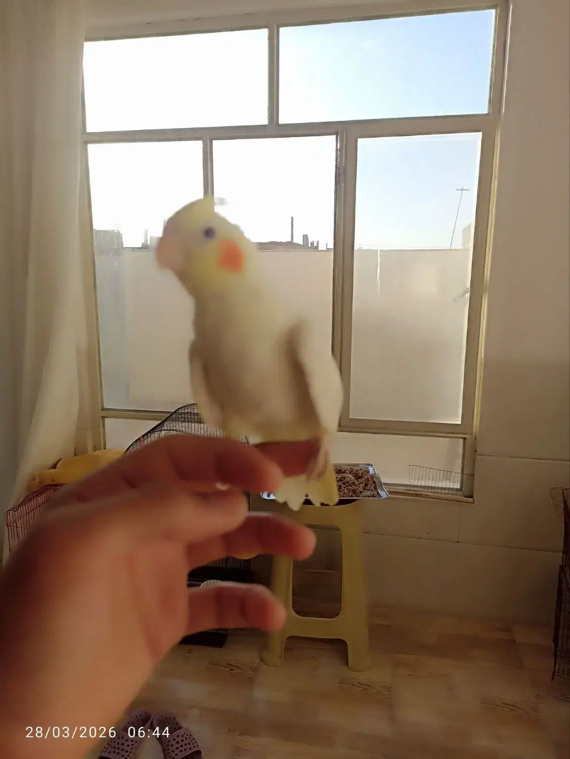 قناری عروس هلندی مرغ عشق|پرنده|یزد, |دیوار