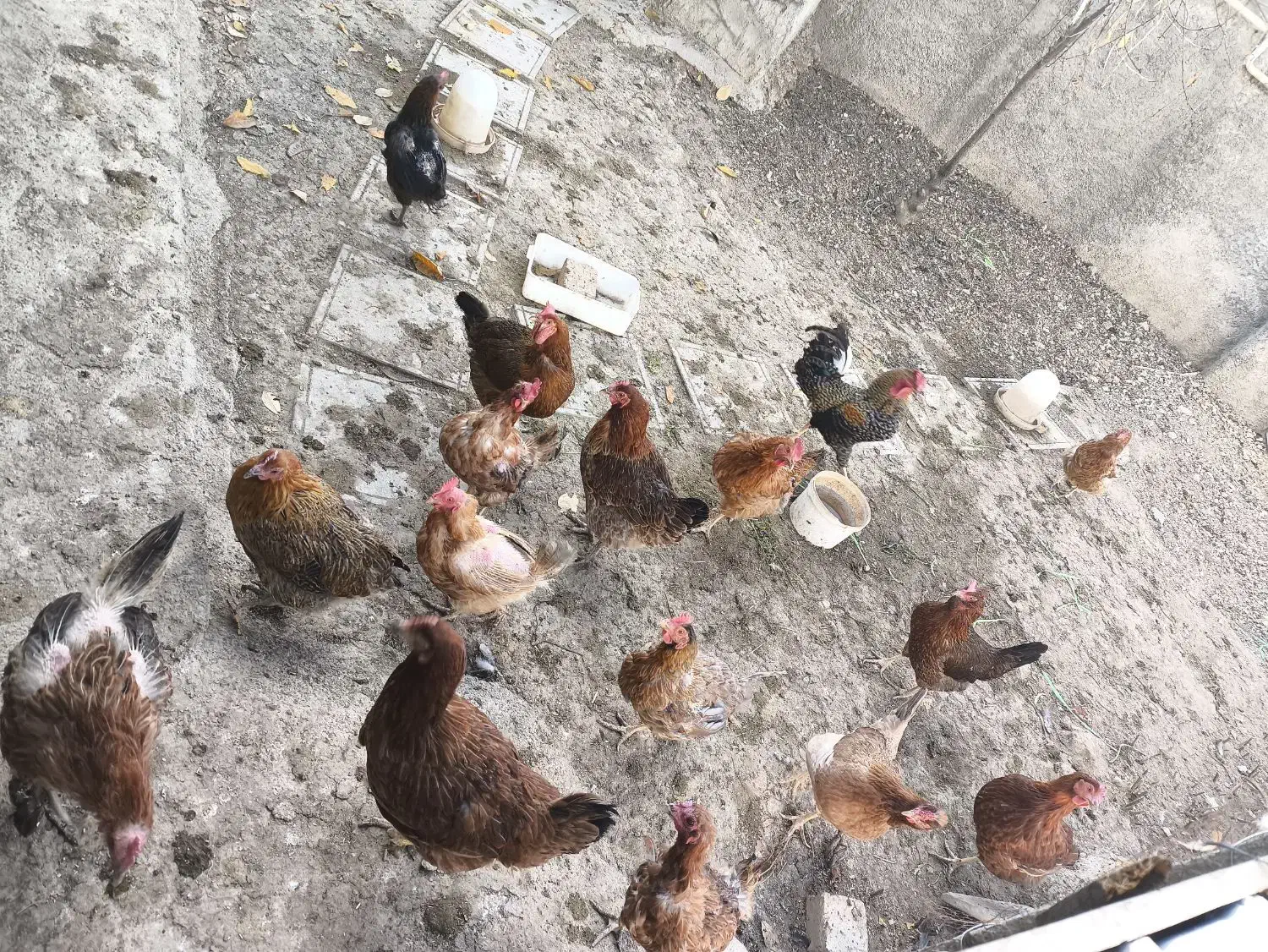 مرغ تخم گذار|حیوانات مزرعه|هرسین, |دیوار