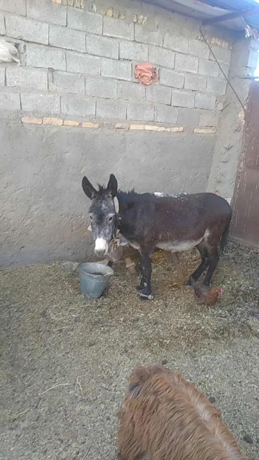 الاغ گله ای ،باربر،|حیوانات مزرعه|سیرجان, |دیوار