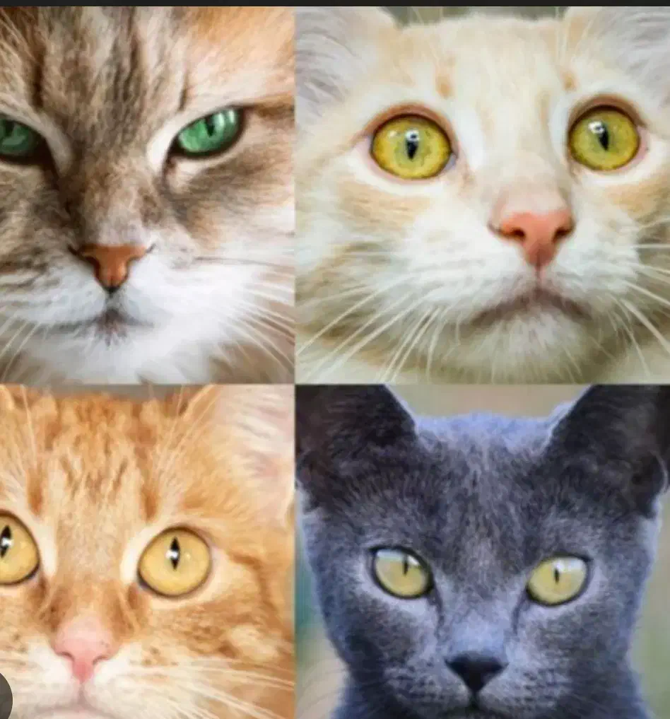 بچه گربه dsh واگذاری رایگان|گربه|مشهد, رده|دیوار