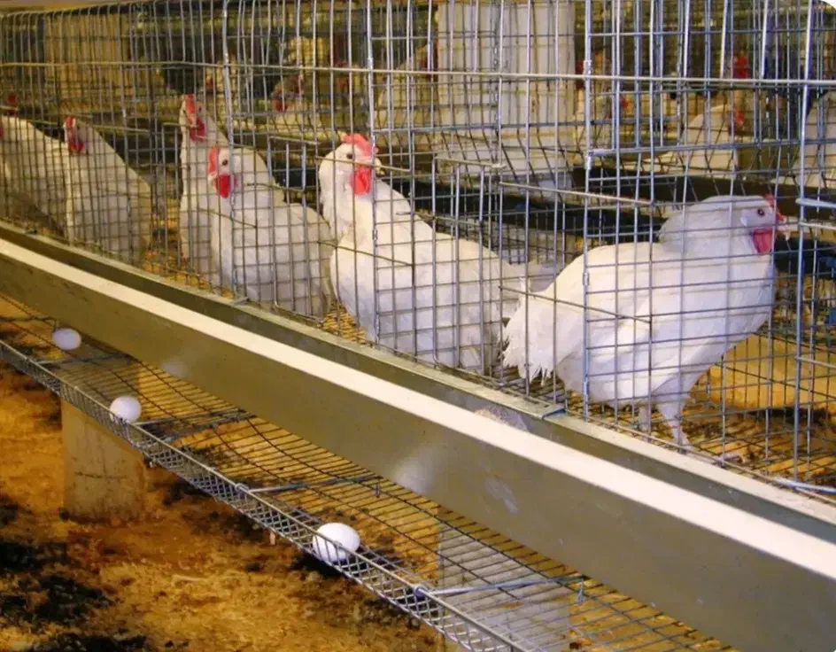 مرغ سفید (مرغداری) پردار تخم گذار صنعتی در تبریز|حیوانات مزرعه|تهران, مخصوص|دیوار